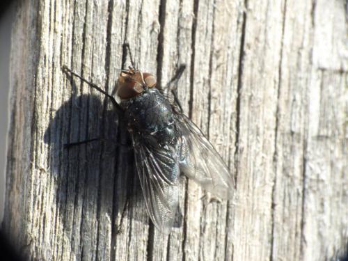 Calliphora vicina